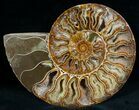 Split Ammonite Fossil (Half) #6887-1